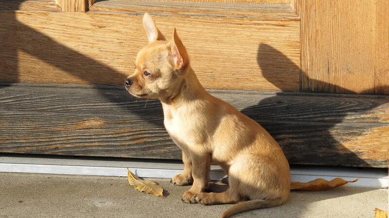 Chihuahua Puppy — Brown, Calm, Autumn, Photograph