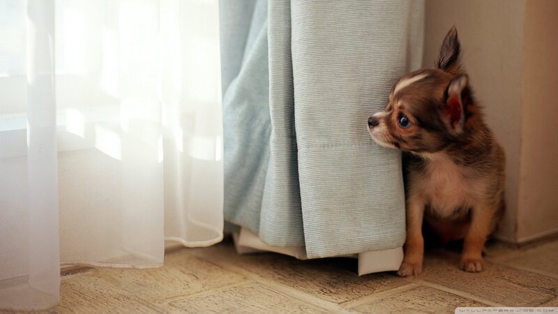 Chihuahua Puppy — Brown, Calm, Morning, Photograph, Curtain, Floor, Window