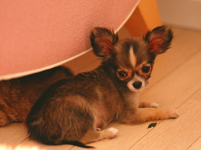 Chihuahua Puppy — Brown, Calm, Photograph, Dog