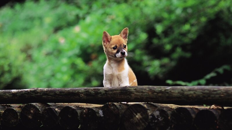 Chihuahua Puppy — Brown, Calm, Photograph, Log Fence, Green Foliage