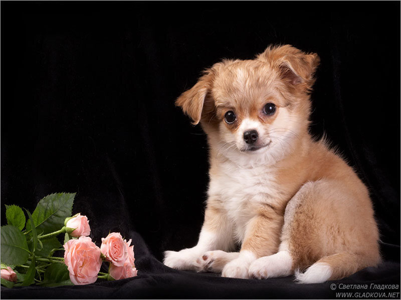 Chihuahua Puppy — Brown, Calm