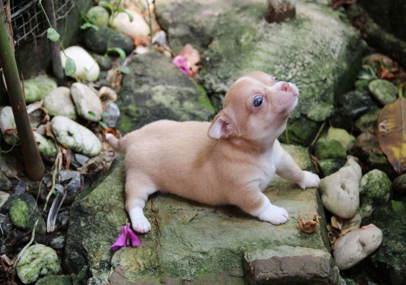 Chihuahua Puppy — Brown, Curious