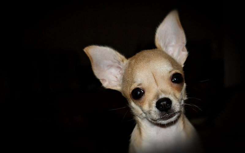 Chihuahua Puppy — Brown, Dark