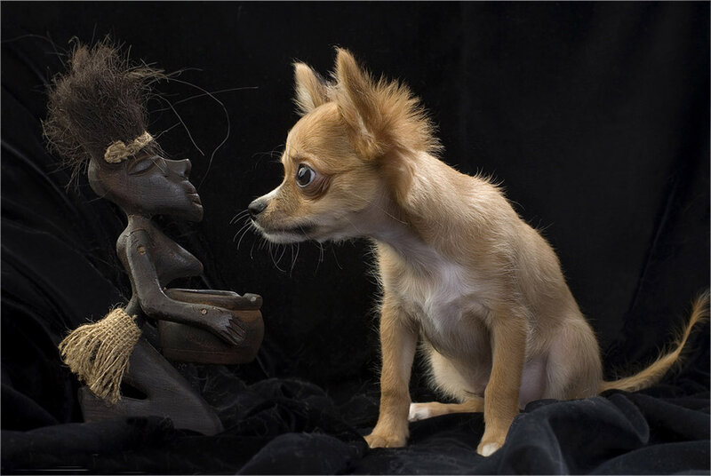 Chihuahua Puppy — Brown, Dramatic, Photograph