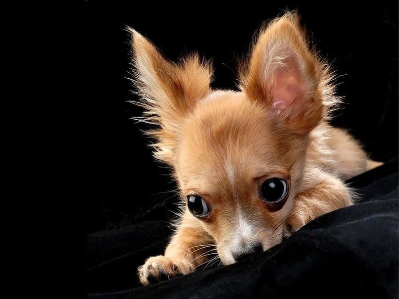 Chihuahua Puppy — Brown, Dramatic