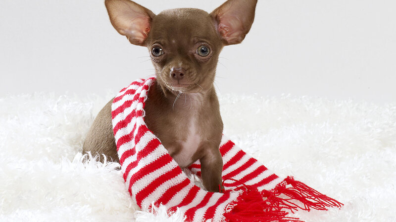 Chihuahua Puppy — Brown, Innocent