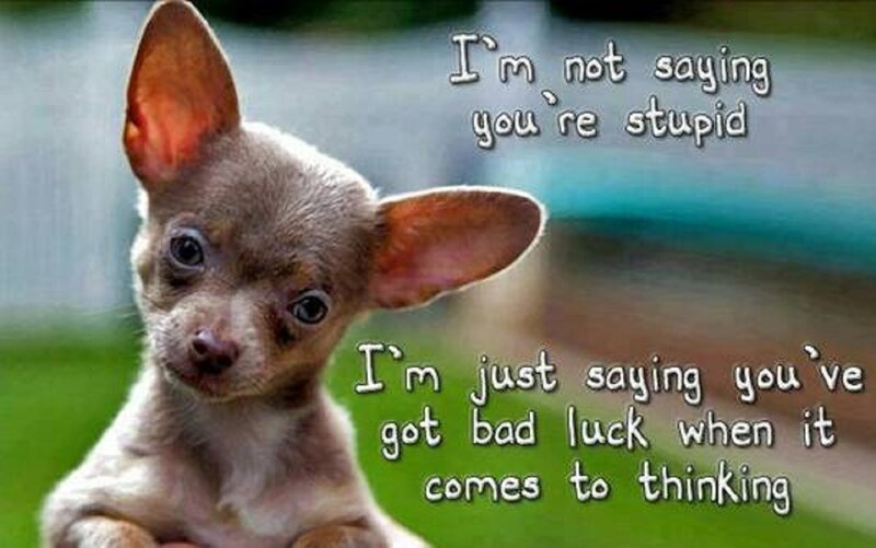 Chihuahua Puppy — Brown, Playful