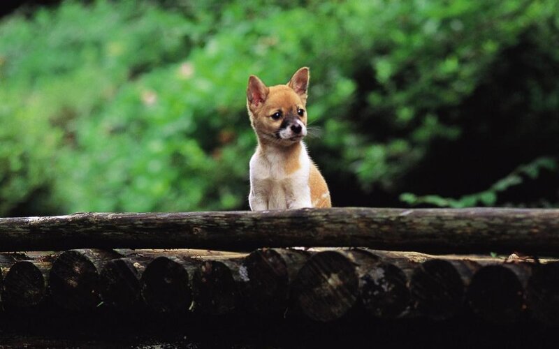 Chihuahua Puppy — Brown