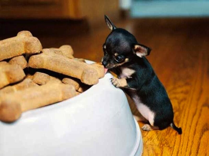 Chihuahua Puppy Eating