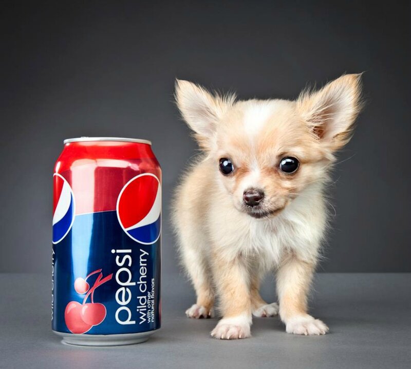 Chihuahua Puppy — Gray