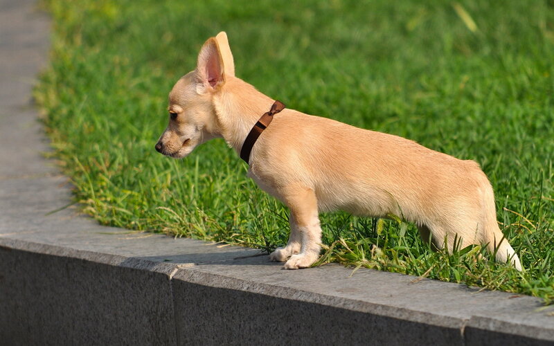 Chihuahua Puppy — Green, Calm