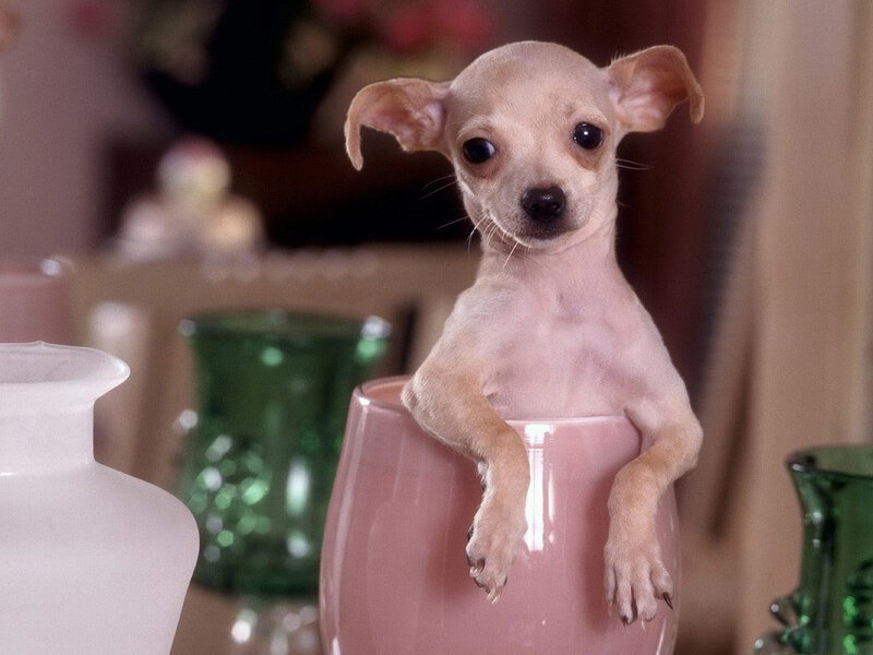 Chihuahua puppy in a cup