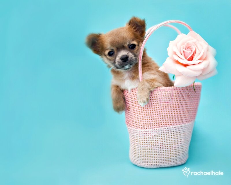 Chihuahua Puppy in Basket — Blue, Cute