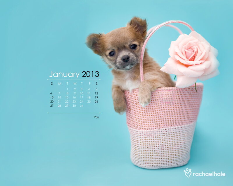 Chihuahua Puppy in Basket — Blue