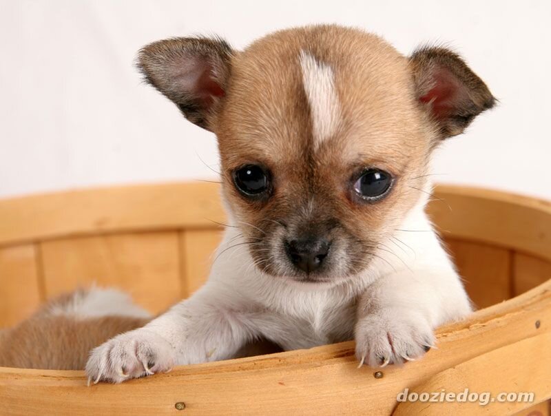 Chihuahua Puppy in Basket — Brown
