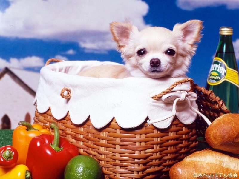 Chihuahua Puppy in Basket