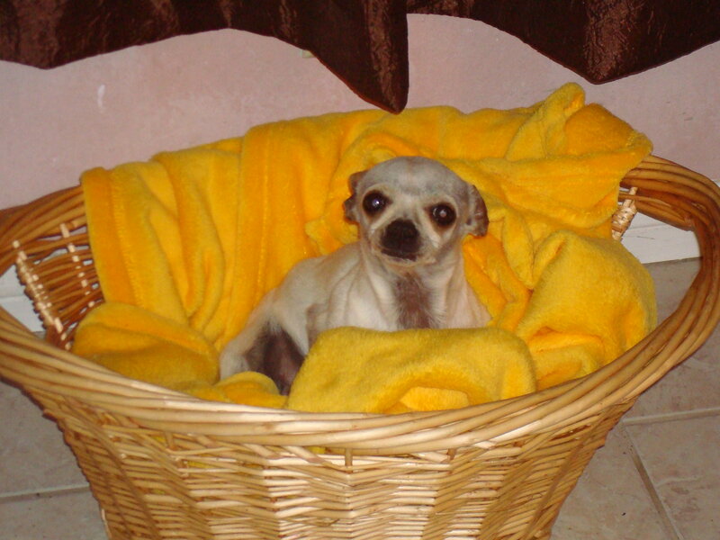 Chihuahua Puppy in Basket — Yellow