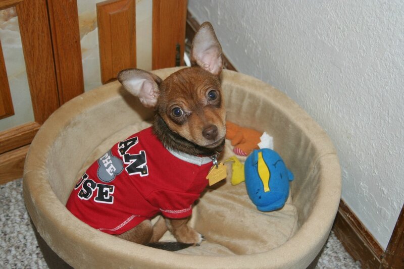 Chihuahua Puppy in Bed