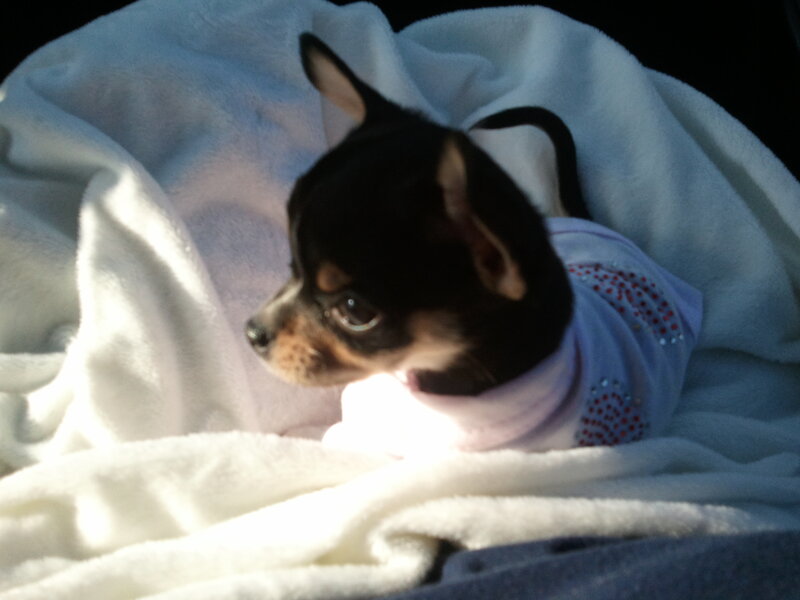 Chihuahua Puppy in Blanket