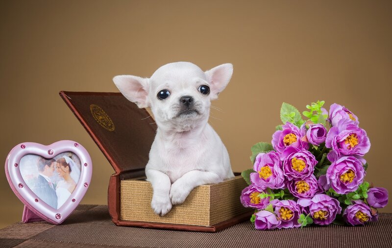 Chihuahua Puppy in Box