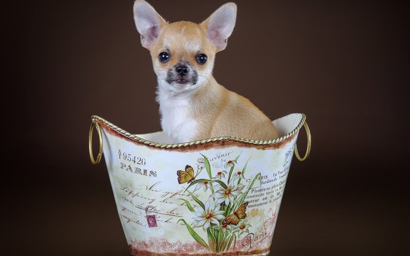 Chihuahua Puppy in Bucket