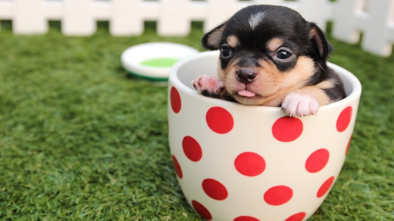Chihuahua Puppy in Cup — Green, Cute