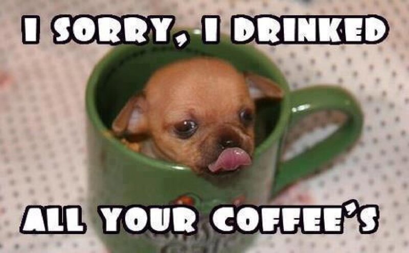 Chihuahua Puppy in Cup — Green