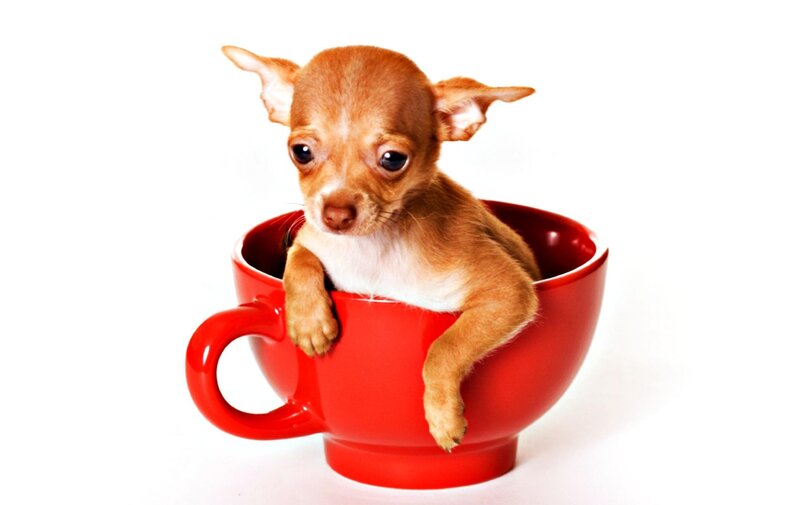 Chihuahua Puppy in Cup — Red