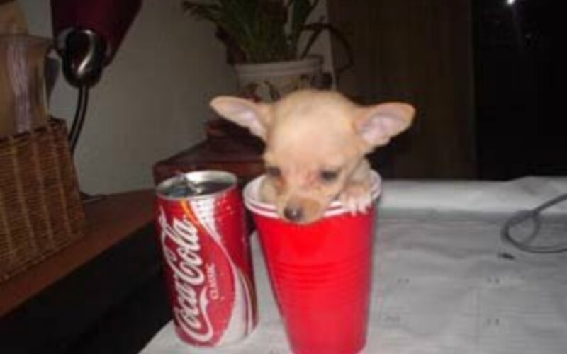 Chihuahua Puppy in Cup