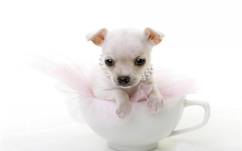 Chihuahua Puppy in Cup — White, Cute, Photograph