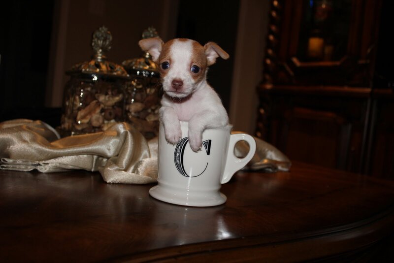 Chihuahua Puppy in Cup — White, Cute