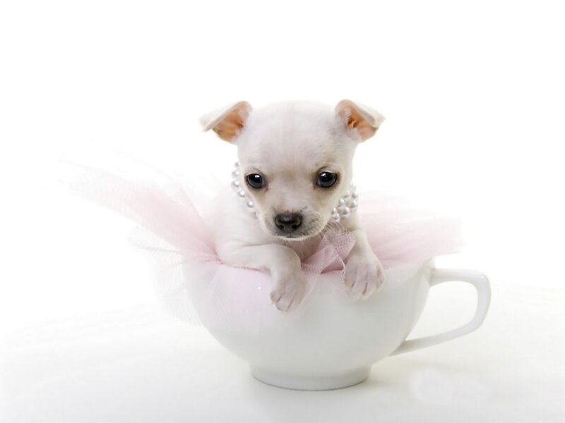 Chihuahua Puppy in Cup — White, Innocent