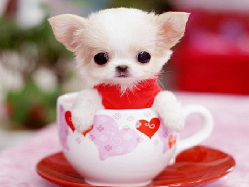 Chihuahua Puppy in Cup — White