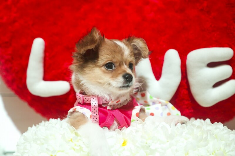 Chihuahua Puppy in Dress