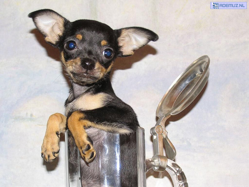 chihuahua puppy in glass mug