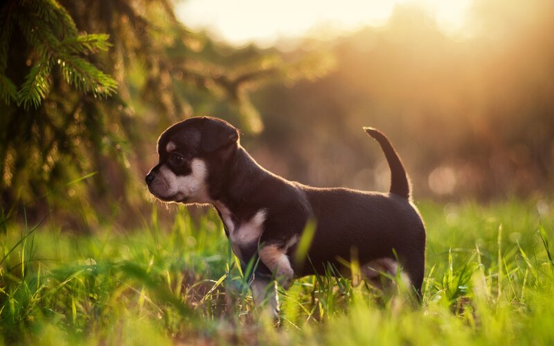 Chihuahua Puppy in Grass