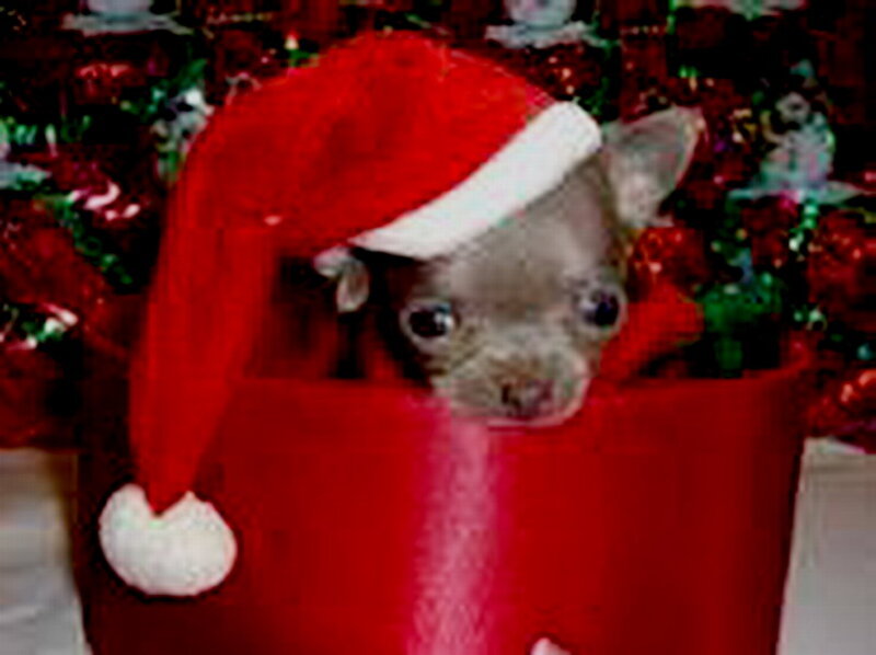 Chihuahua Puppy in Hat