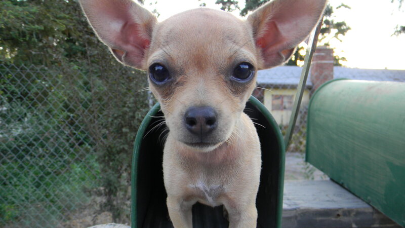 Chihuahua Puppy in Mailbox