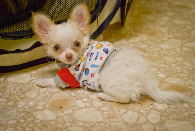 Chihuahua Puppy in Pajamas