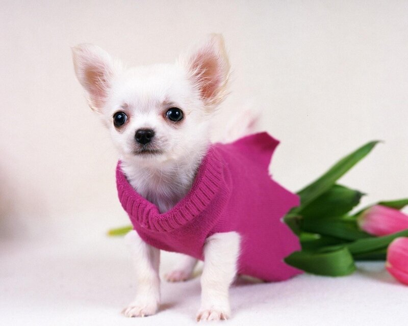 Chihuahua puppy in pink sweater