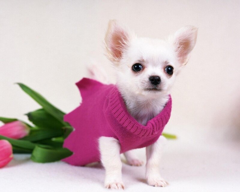 Chihuahua puppy in pink sweater