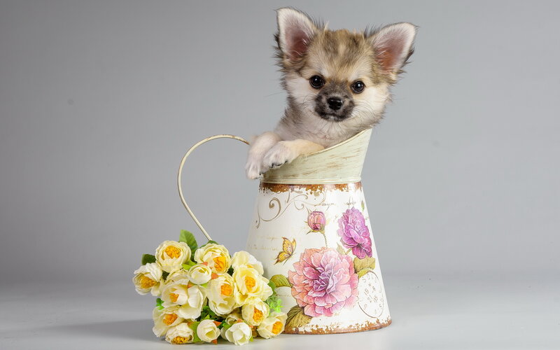 Chihuahua Puppy in Pitcher