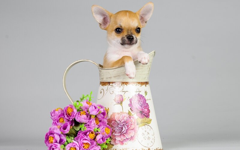 Chihuahua Puppy in Pitcher — White, Calm