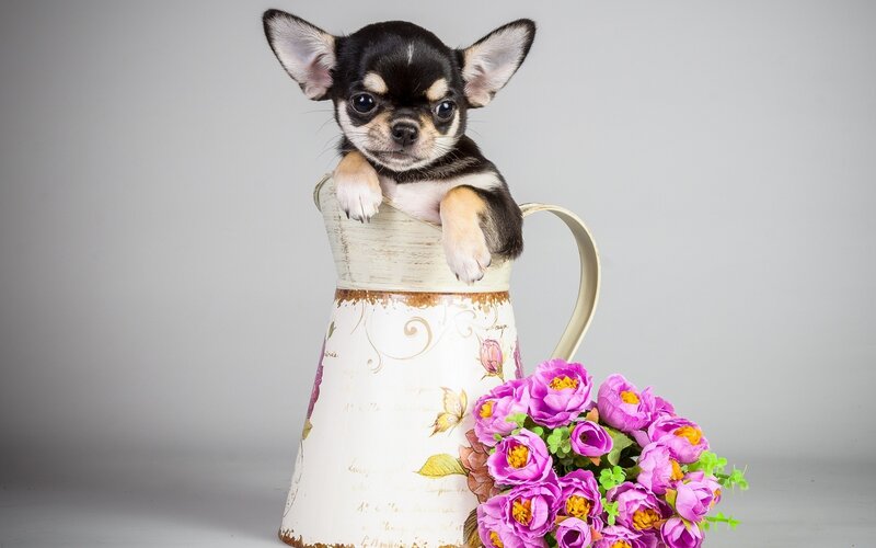 Chihuahua Puppy in Pitcher — White