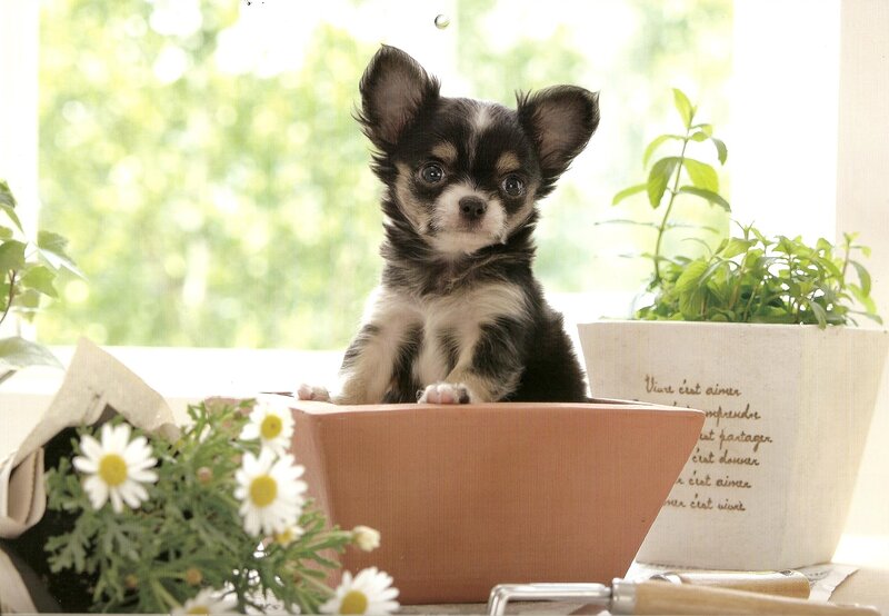 Chihuahua Puppy in Planter