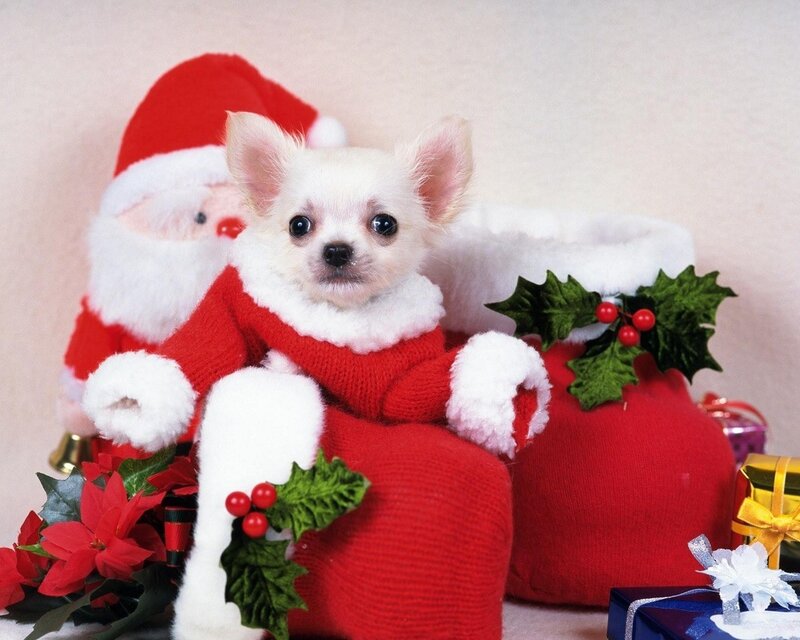 Chihuahua Puppy in Santa Suit — Red, Festive, Winter