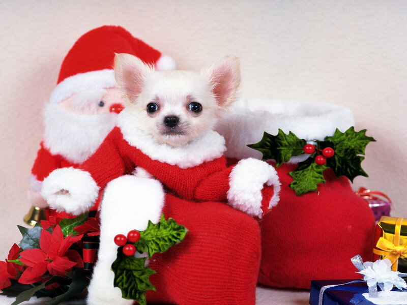 Chihuahua Puppy in Santa Suit