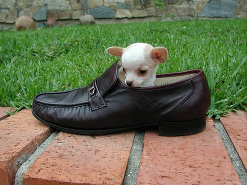 Chihuahua Puppy in Shoe