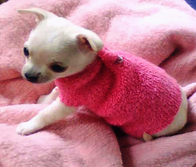 Chihuahua Puppy in Sweater