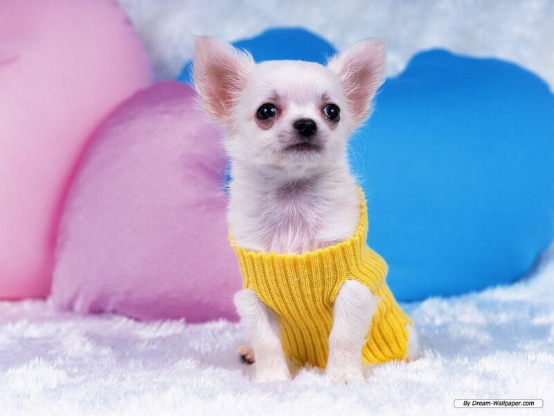 Chihuahua Puppy in Sweater — White